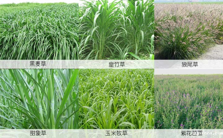 颗粒草原料.jpg