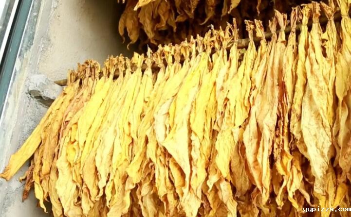 木屑颗粒燃料烘烤烟叶可以吗？