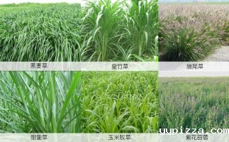 牧草制粒机——秸秆综合利用系列（四）