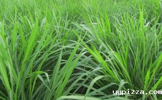 黑麦草饲料颗粒机的实用前景分析（一）