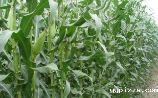 玉米秸秆颗粒用途您知多少？