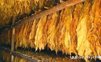 攀枝花市仁和区持续推动使用生物质燃料烘烤烟叶,覆盖率达67%