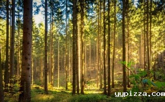 展望2022年及以后的木屑颗粒出口市场