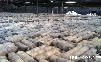 废旧菌棒如何废物利用？用锯末颗粒机能增加收入