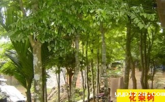 红花梨下脚料千万别再丢了，都是宝啊