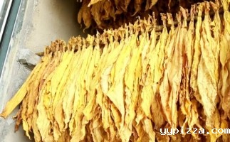木屑颗粒燃料烘烤烟叶可以吗？